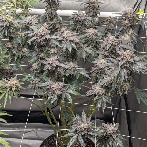 Permanent Marker x Gary Satan growlog timeline photo