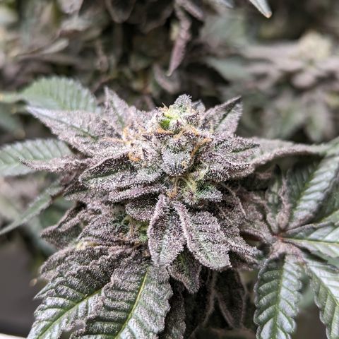 Permanent Marker x Gary Satan growlog timeline photo