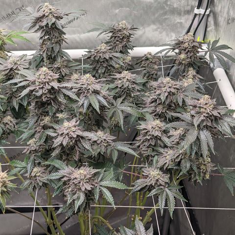 Permanent Marker x Gary Satan growlog timeline photo