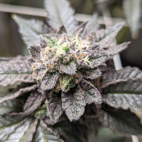 Permanent Marker x Gary Satan growlog timeline photo