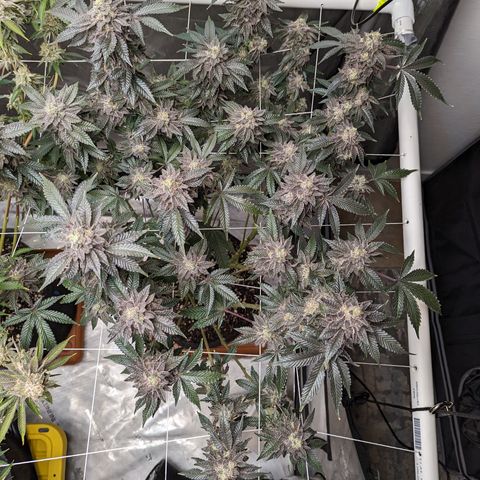 Permanent Marker x Gary Satan growlog timeline photo