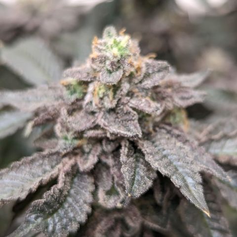 Permanent Marker x Gary Satan growlog timeline photo