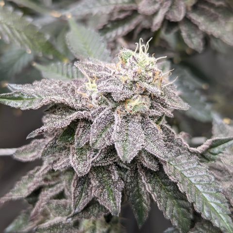 Permanent Marker x Gary Satan growlog timeline photo
