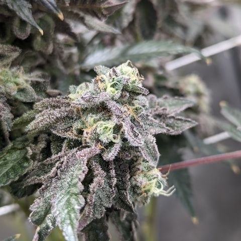 Permanent Marker x Gary Satan growlog timeline photo