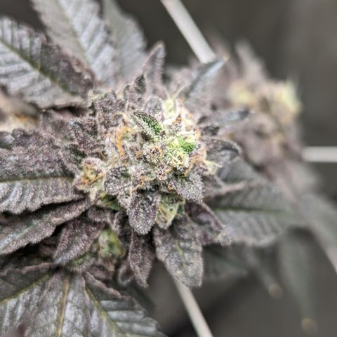 Permanent Marker x Gary Satan growlog timeline photo