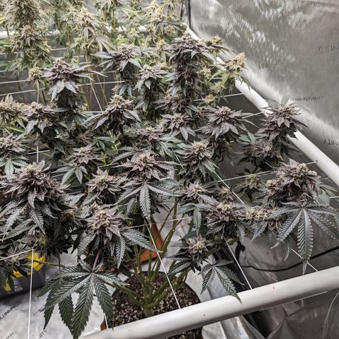 Permanent Marker x Gary Satan growlog timeline photo