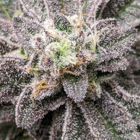 Permanent Marker x Gary Satan growlog timeline photo