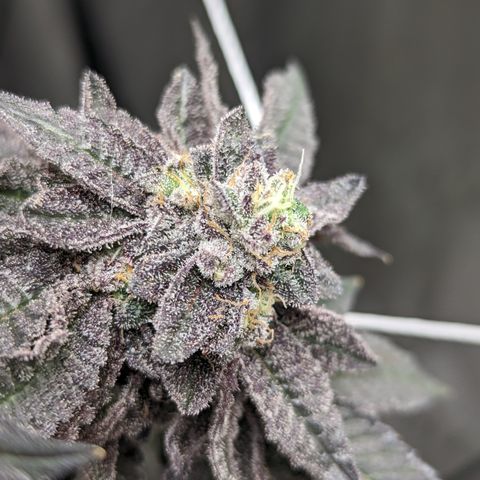 Permanent Marker x Gary Satan growlog timeline photo