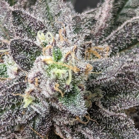 Permanent Marker x Gary Satan growlog timeline photo