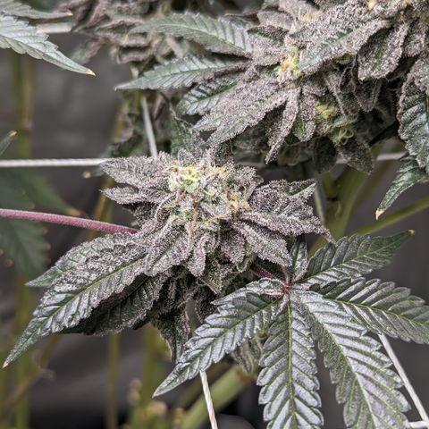 Permanent Marker x Gary Satan growlog timeline photo