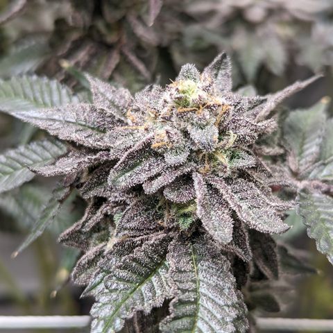 Permanent Marker x Gary Satan growlog timeline photo