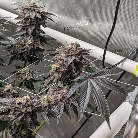 Permanent Marker x Gary Satan growlog timeline photo