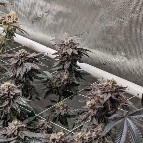 Permanent Marker x Gary Satan growlog timeline photo