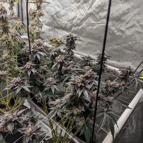 Permanent Marker x Gary Satan growlog timeline photo