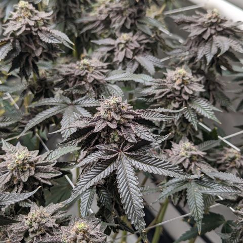 Permanent Marker x Gary Satan growlog timeline photo