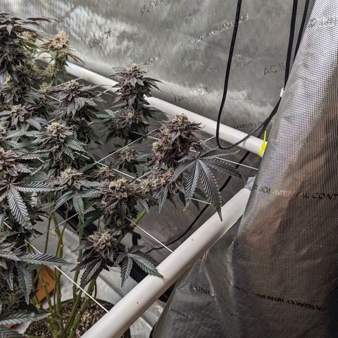 Permanent Marker x Gary Satan growlog timeline photo