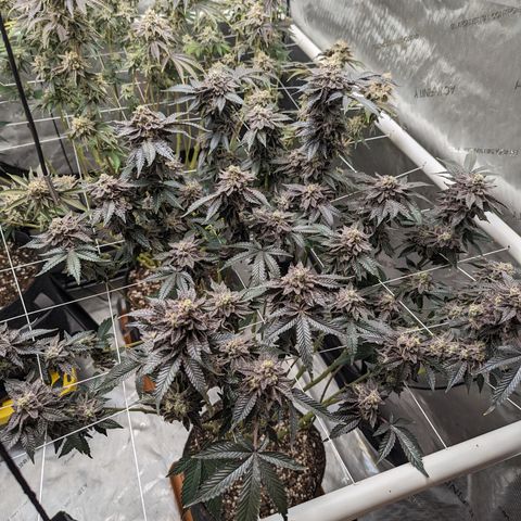 Permanent Marker x Gary Satan growlog timeline photo