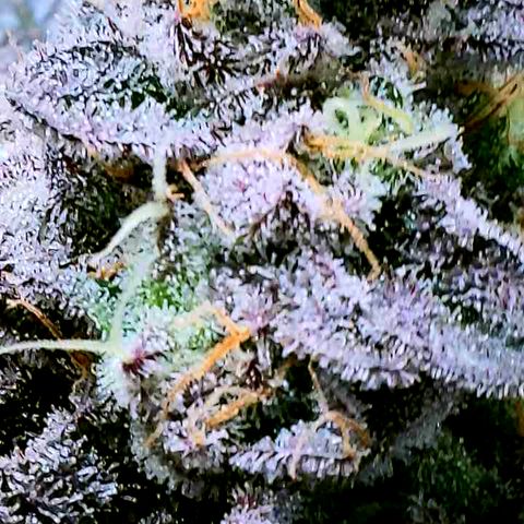 Permanent Marker x Gary Satan growlog timeline photo