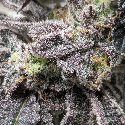 Permanent Marker x Gary Satan growlog timeline photo