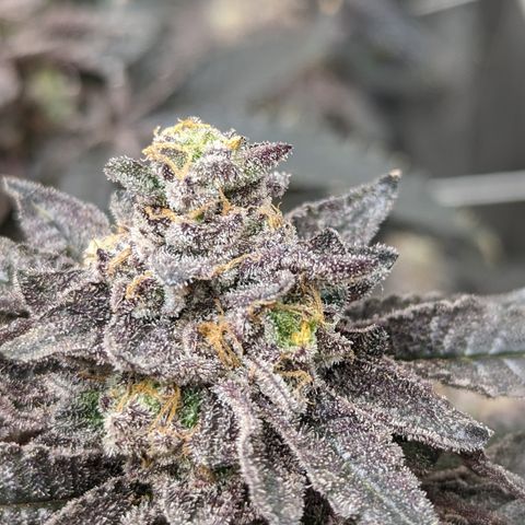 Permanent Marker x Gary Satan growlog timeline photo