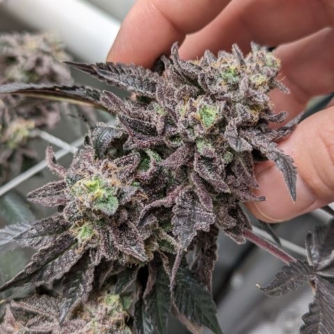 Permanent Marker x Gary Satan growlog timeline photo