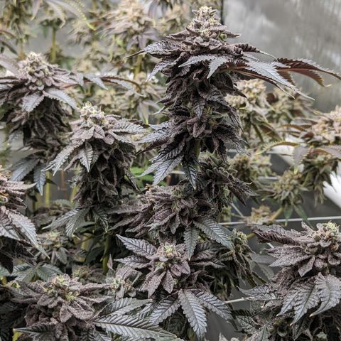 Permanent Marker x Gary Satan growlog timeline photo