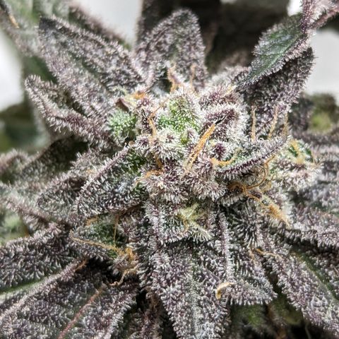 Permanent Marker x Gary Satan growlog timeline photo