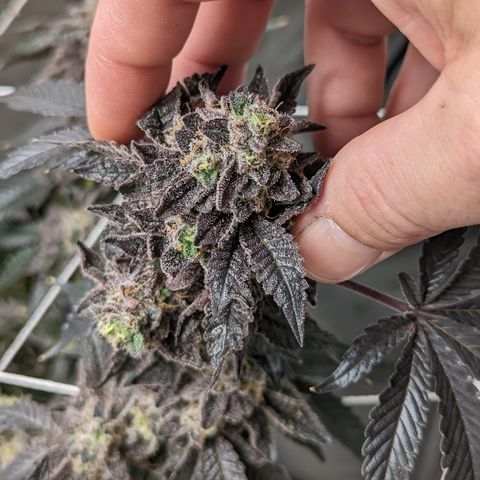 Permanent Marker x Gary Satan growlog timeline photo
