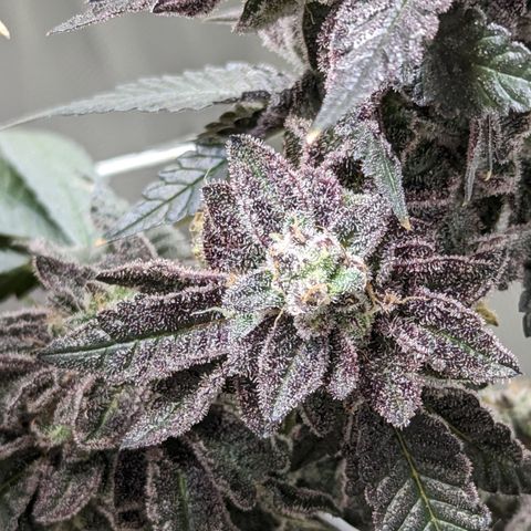 Permanent Marker x Gary Satan growlog timeline photo