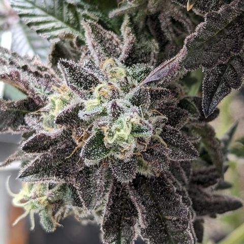 Permanent Marker x Gary Satan growlog timeline photo