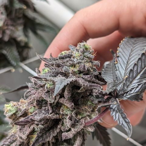 Permanent Marker x Gary Satan growlog timeline photo