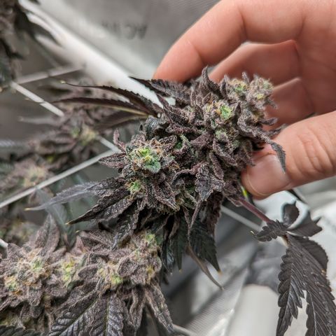 Permanent Marker x Gary Satan growlog timeline photo