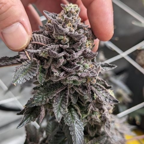 Permanent Marker x Gary Satan growlog timeline photo