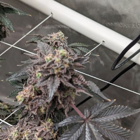 Permanent Marker x Gary Satan growlog timeline photo