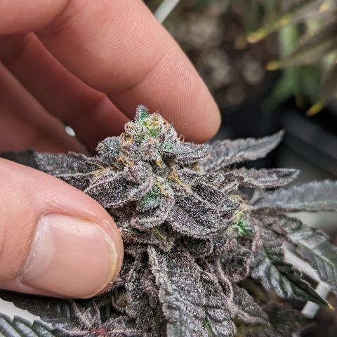 Permanent Marker x Gary Satan growlog timeline photo