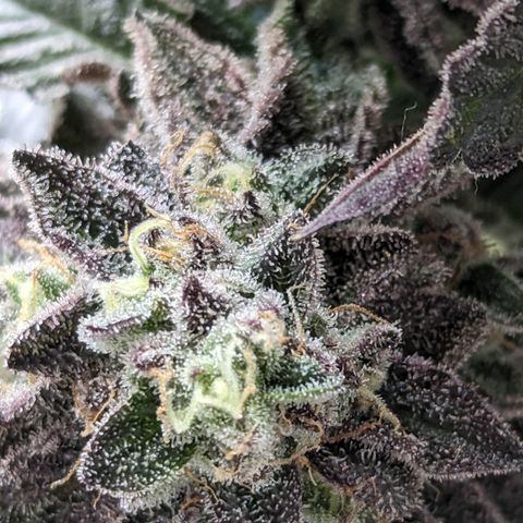 Permanent Marker x Gary Satan growlog timeline photo