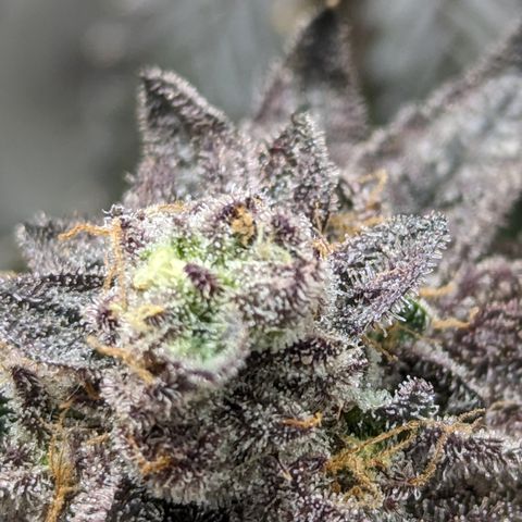 Permanent Marker x Gary Satan growlog timeline photo