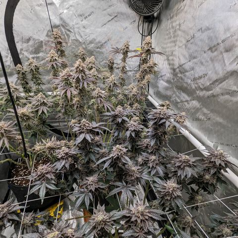 Permanent Marker x Gary Satan growlog timeline photo