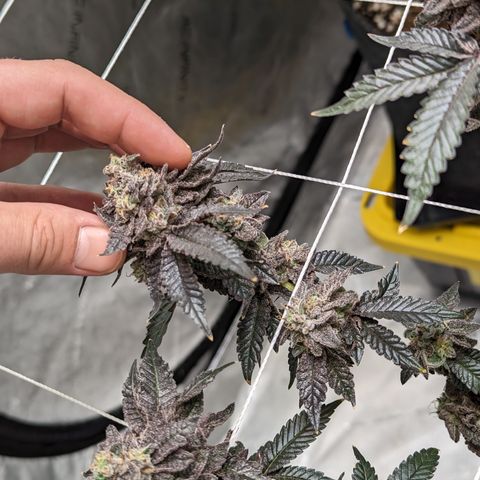 Permanent Marker x Gary Satan growlog timeline photo