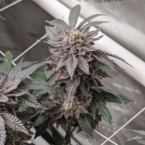 Permanent Marker x Gary Satan growlog timeline photo