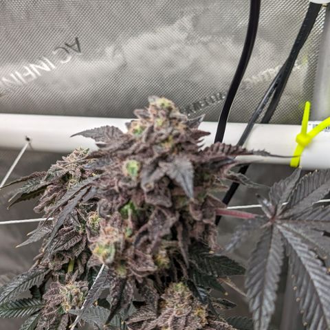Permanent Marker x Gary Satan growlog timeline photo