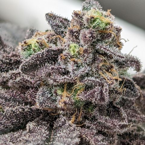 Permanent Marker x Gary Satan growlog timeline photo