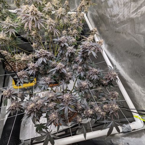 Permanent Marker x Gary Satan growlog timeline photo