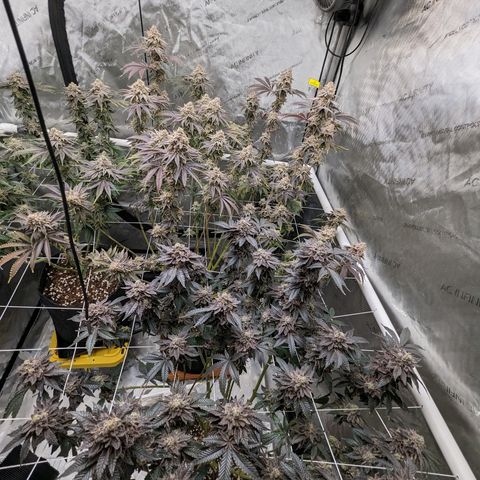 Permanent Marker x Gary Satan growlog timeline photo