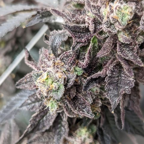 Permanent Marker x Gary Satan growlog timeline photo