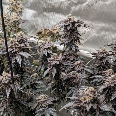 Permanent Marker x Gary Satan growlog timeline photo