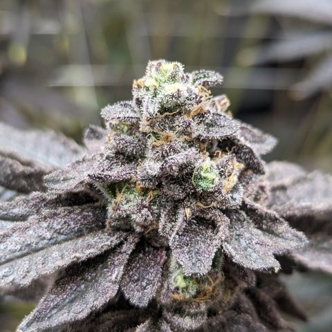 Permanent Marker x Gary Satan growlog timeline photo