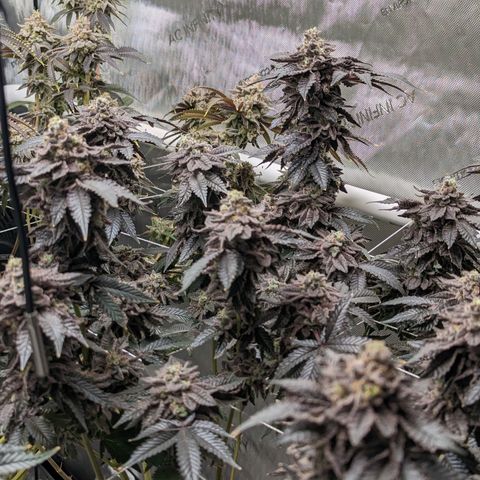Permanent Marker x Gary Satan growlog timeline photo