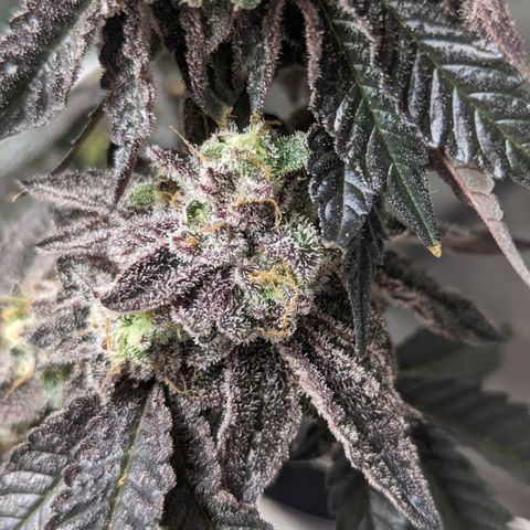 Permanent Marker x Gary Satan growlog timeline photo