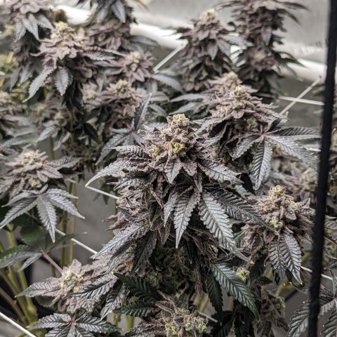 Permanent Marker x Gary Satan growlog timeline photo